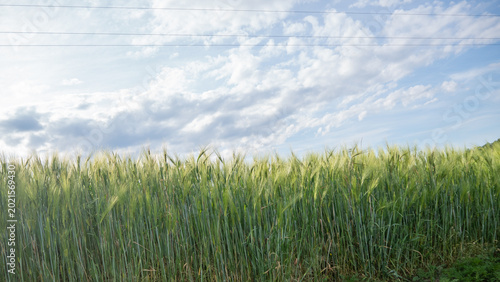 Bild auf Leinwand Tall green wheat close-up under an expressive cloudy sky in a rural field