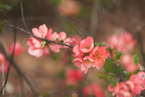 Photos Chaenomeles in bloom