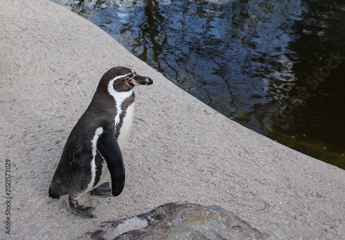 Foto Wild humboldt penguin near the water reservoir surface