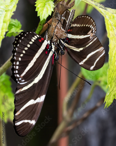 Zebra longwing male with black and whitish-pale yellow striped wings mates with newly emerged female from chrysalis and remain together for twenty four hours.