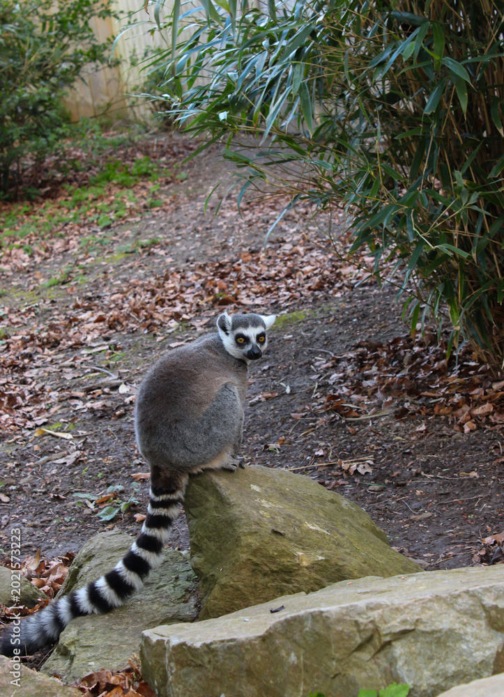 Fototapeta premium Beautiful lemur catta with striped tail looking at camera