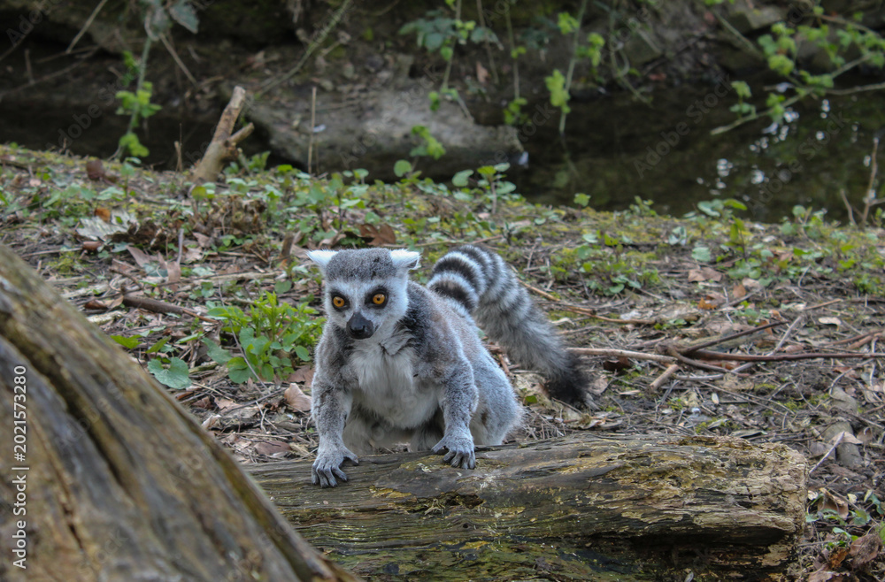 Fototapeta premium Curious ring-tailed lemur exploring nature habitat in a zoo
