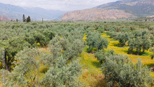 Tableau sur toile Green olive trees stretching across a field in the historic delphi region of gre