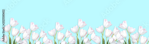 White tulips row on blue bokeh background with sunlight. For spring banners, Easter greeting cards, floral website headers.