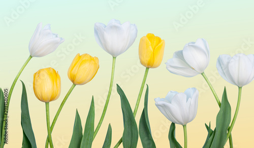 Easter Tulips and Painted Eggs on Blue Background