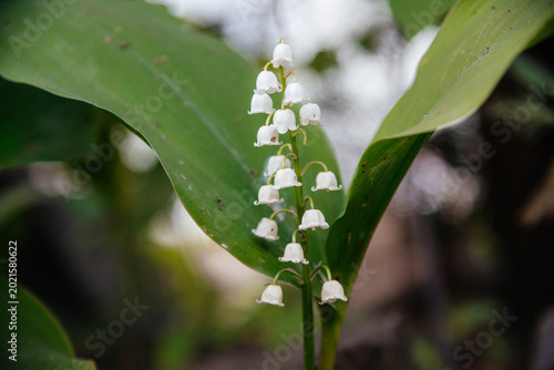 Spring flower Lily of the valley. lily of the valley Blooming lily of the valley in the garden under a tree. 