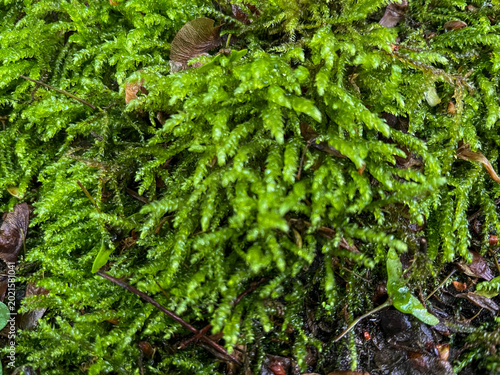 Lush green moss thriving in a damp forest environment during the spring season.