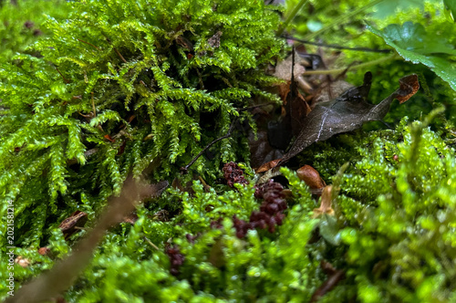 Close-up view of vibrant green moss and leaves in a spring forest setting with soft bokeh.