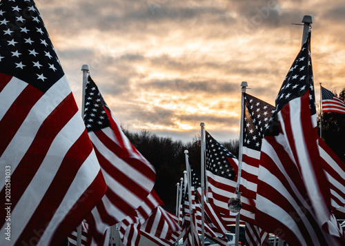 Fotografie A field of American Flags blowing in the breeze at dusk