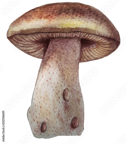 Foto hand painter watercolor white mushroom PNG