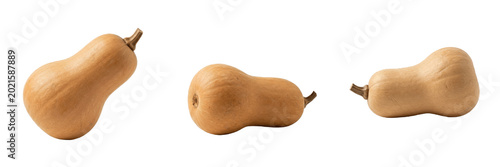 Tableau sur toile Set and collection of single fresh whole butternut squash isolated on white back