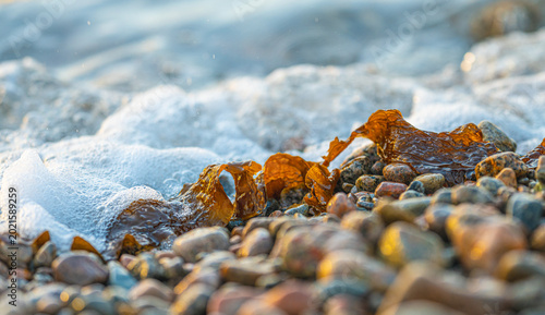 Fotografija Foamy wave washing over brown seaweed Fucus vesiculosus on pebble beach shoreline