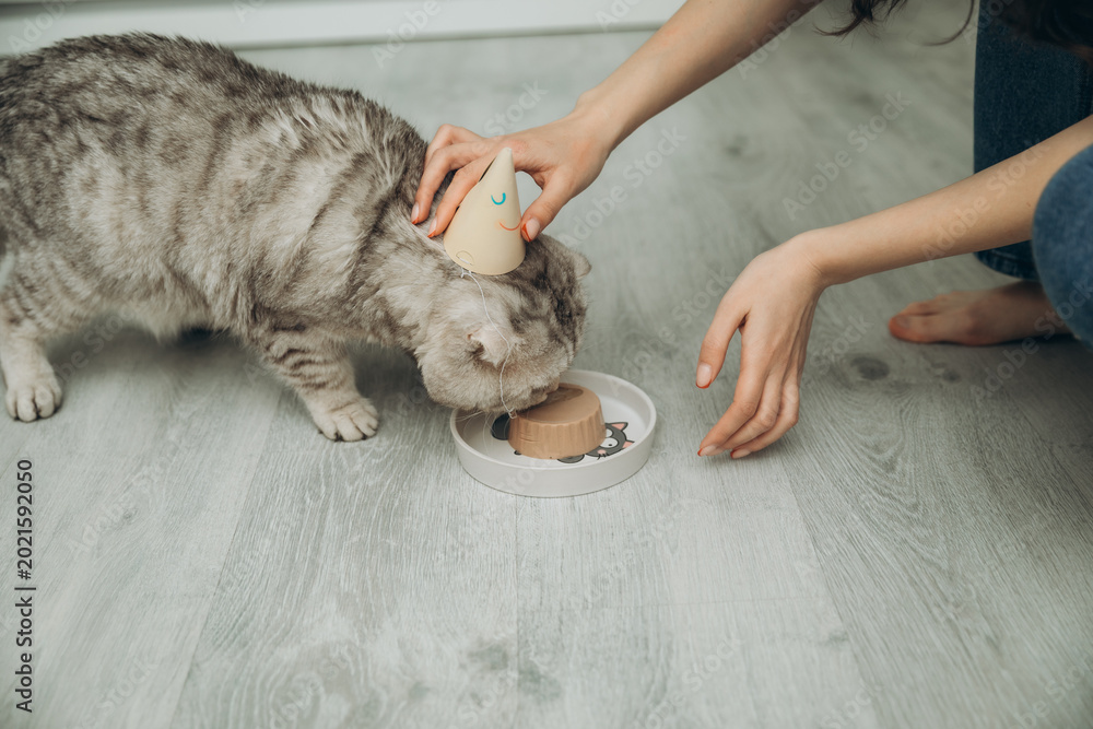 Obraz na płótnie Woman putting a party hat on a grey Scottish Fold cat eating canned food from a