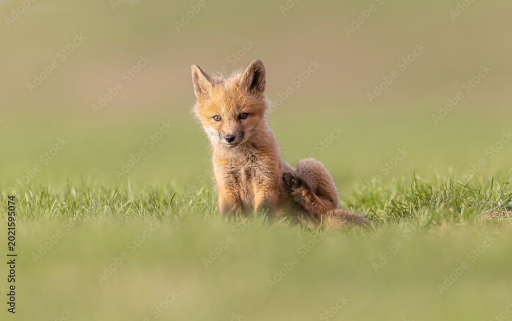 Fototapeta premium Urban red fox den, Canada. 