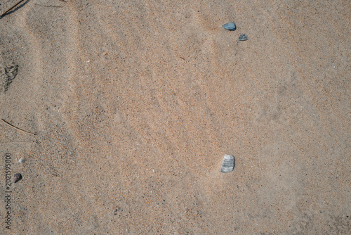 Sand Texture with Isolated Shell Fragment and Soft Ripples