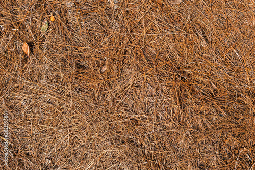 Dense Pine Needle Ground Texture with Natural Organic Pattern