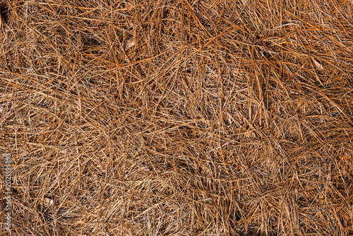 Forest Floor Texture with Dry Pine Needles and Earth Tones