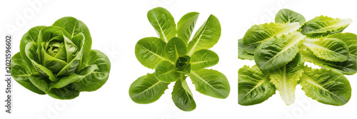 Schilderij op canvas Isolated Fresh Green Lettuce Head Set Organic Salad Leaf Vegetable Bouquet High