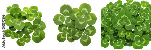 Foto Group of Fresh Green Four Leaf Clovers for Saint Patrick's Day and Good Luck The