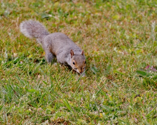 Graues Eichhörnchen auf einer Wiese auf dem Friedhof