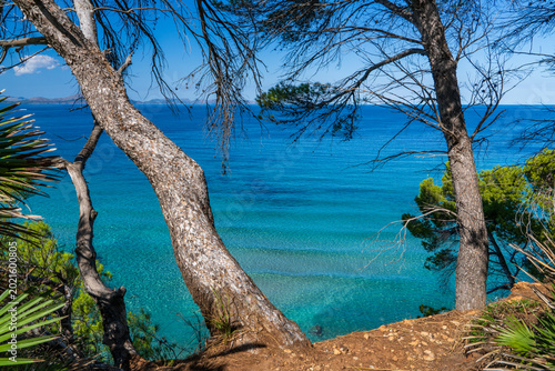 Bild auf Leinwand Pine branches overlooking turquoise Mediterranean water in Mallorca