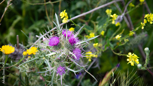 Φωτογραφία Purple thistles and yellow wildflowers in a green Moroccan meadow, captured in close-up with a natural blurred background