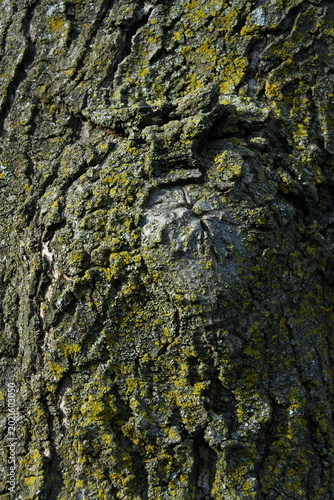 Foto Malformations in tree trunks that appeared over time