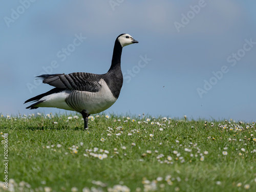 Barnacle goose, Branta leucopsis