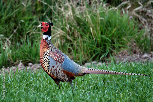 The photo captures a stunning male pheasant in close-up, showcasing its intricate and vibrant plumage in exquisite detail. 