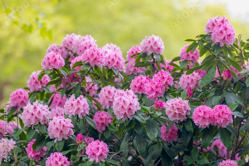 Photos Selective focus of purple pink flowers with green leaves, President Roosevelt is a popular cultivar of Rhododendron, A large genus of species of woody plants in the heath family, Natural background