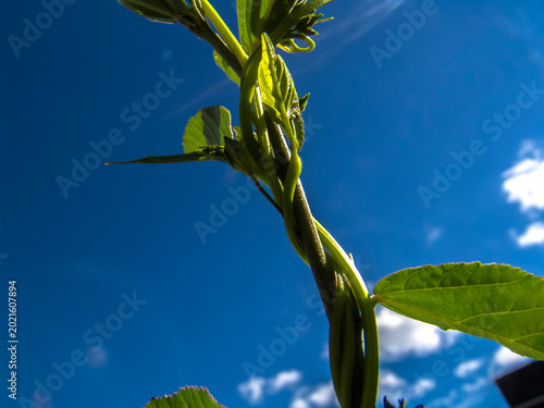 фотографія Morning Glory (Ipomoea sp