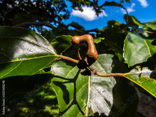 Valokuva A detailed view of the Hovenia dulcis, commonly known as the Japanese Raisin Tree, showcasing its unique swollen peduncles against a backdrop of vibrant green leaves and a bright blue sky
