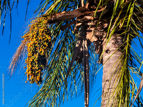Bild auf Leinwand Jerivá Palm Fruit Cluster (Syagrus romanzoffiana) on Tree Against Blue Sky in Br