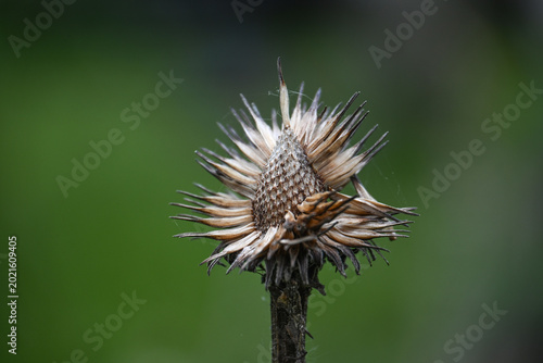 Sculptural seed head of a withered globe thistle against a green background, copy space, selected focus