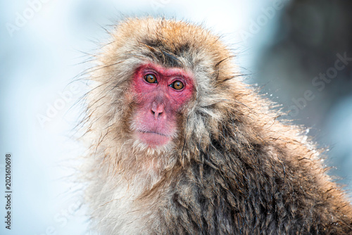 Japanese Macaque in the hot springs of Nagano, Jigokudani Park