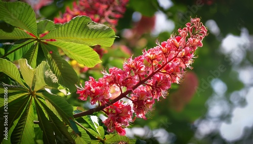 red horse chestnut aesculus flowers blooming on the tree