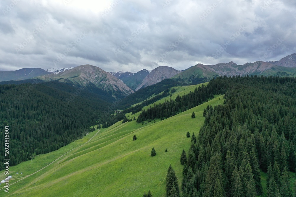 Naklejka premium Aerial view of lush green meadows winding through dense pine forests with distant mountain peaks under cloudy skies