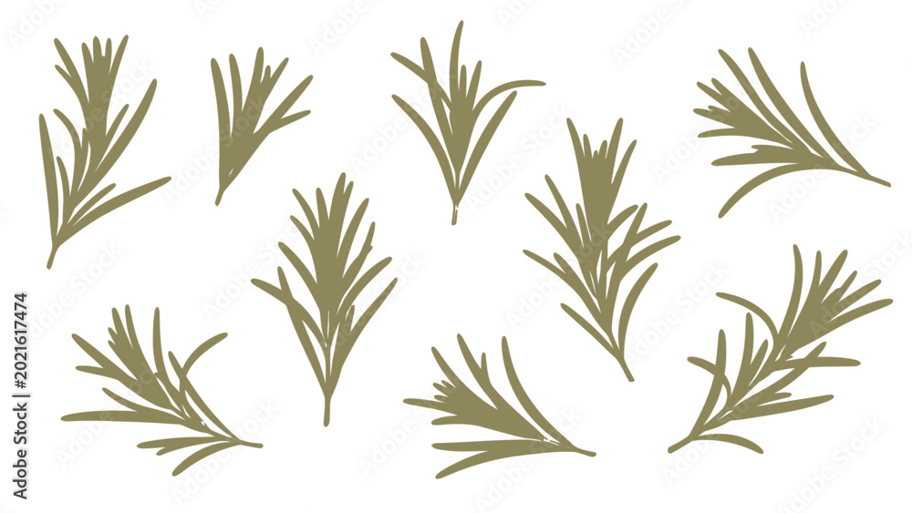 Fototapeta premium Collection of Rosemary Sprigs Hand Drawn Illustration.