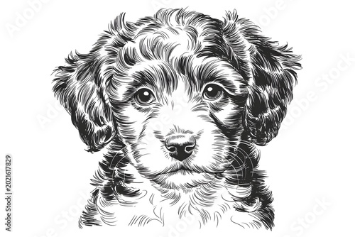 Cute curly haired puppy looking up