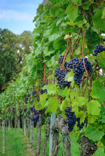Ripening dark grapes in summer