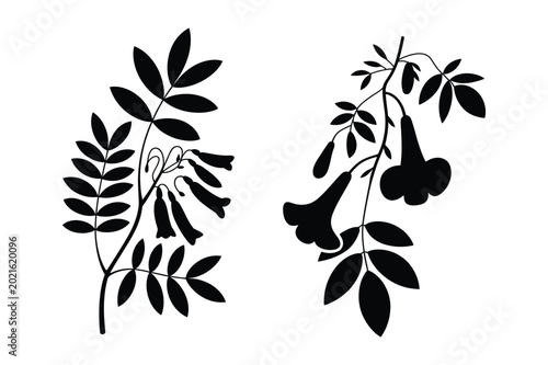 Fotografi Branch with feathery leaves and bell flowers silhouette vector illustration