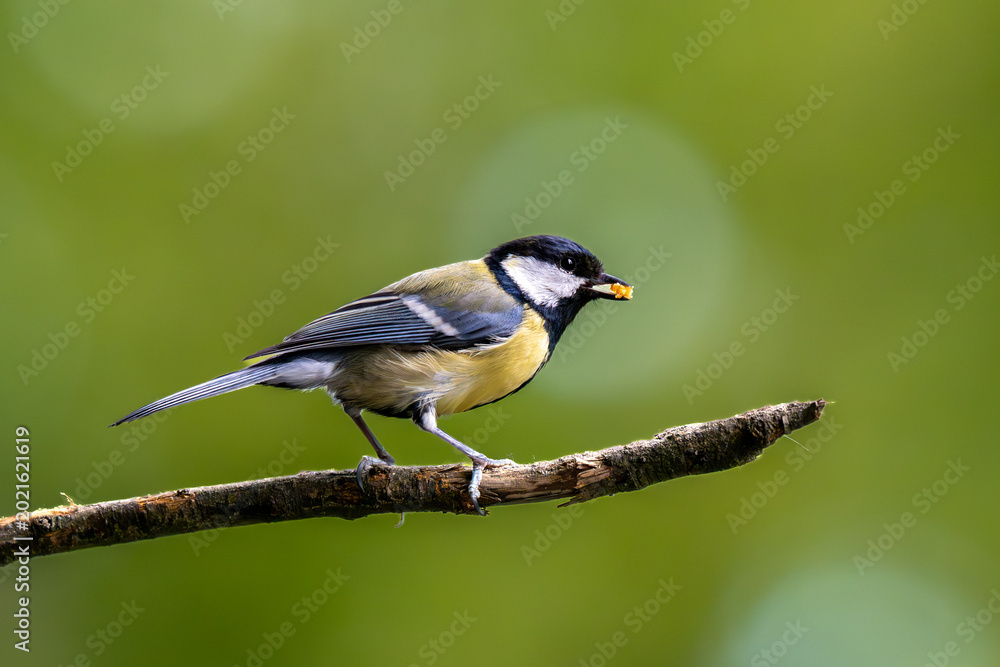Naklejka premium Coal Tit