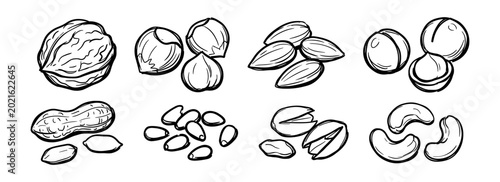 Assorted nuts sketch set, walnut, hazelnut, almond, macadamia, peanut, pistachio, cashew and pine nuts vector illustration