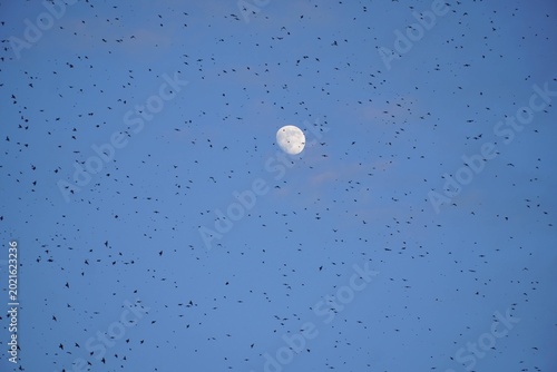 Photos Starling Murmuration in Rome