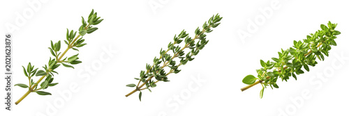 Obraz na plátně Fresh thyme herb branch premium PNG stock photo, realistic organic green seasoni