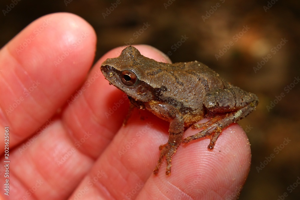 Obraz premium Spring Peeper found in the southern United States