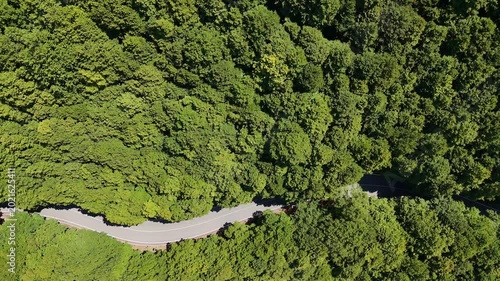 Winding road through a lush forest canopy in the heart of nature during a sunny day