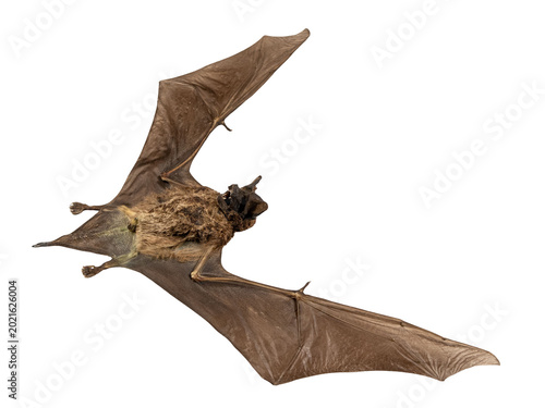 Tableau sur toile Full anatomical taxidermy of bat Otomops formosus with spread wings on white bac