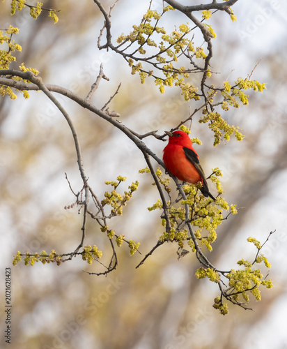 Foto Male Scarlet Tanager in a tree with yellow spring blossoms in Ontario