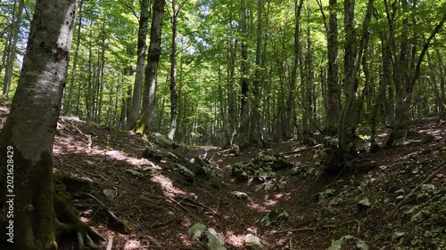 Lush green forest path inviting explorers to wander through nature's serene beauty and discover hidden wonders beneath the tall trees
